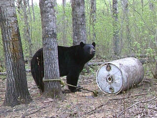 450 Lb Manitoba Bear